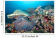 Hard Coral Formations and Wall Decal Design 1