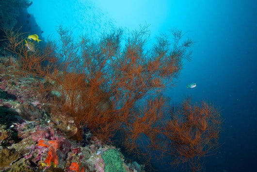 Big Black Coral Bush Wall Decal