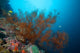 Big Black Coral Bush Wall Decal