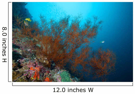 Big Black Coral Bush Wall Decal