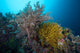 Soft Corals and Feather Wall Decal