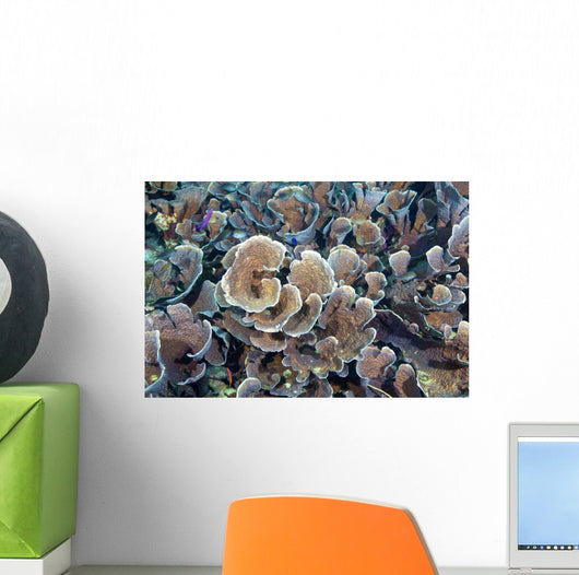 Hard Corals Limasawa Island Wall Decal