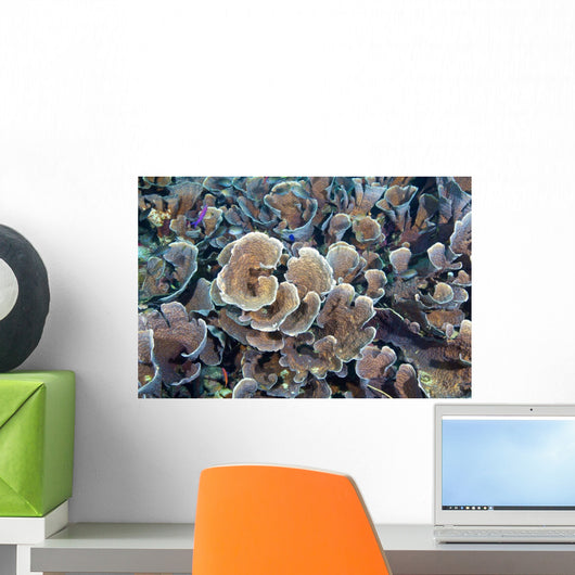 Hard Corals Limasawa Island Wall Decal