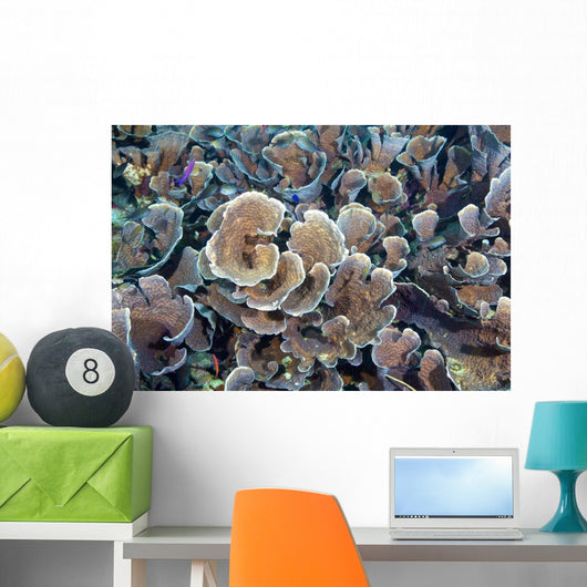 Hard Corals Limasawa Island Wall Decal