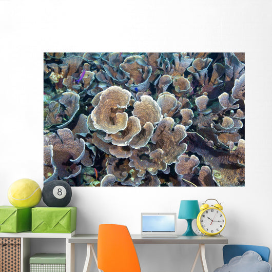 Hard Corals Limasawa Island Wall Decal