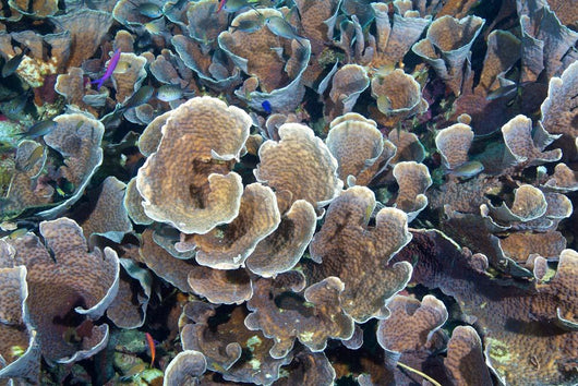 Hard Corals Limasawa Island Wall Decal