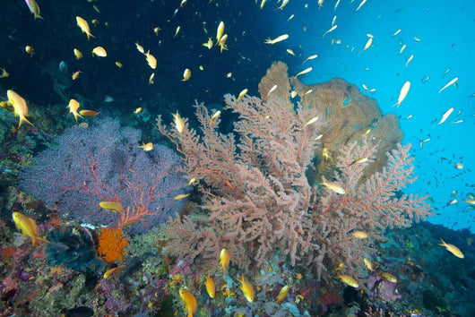 Sea Fans and Reef Wall Decal