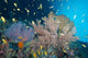 Sea Fans and Reef Wall Decal