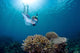 Snorkeler Explores Coral Reef Wall Decal Design 3
