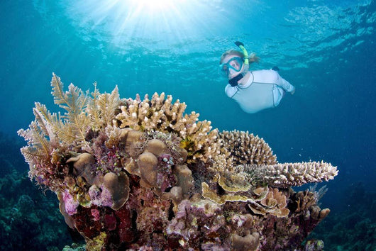 Snorkeler Explores Coral Reef Wall Decal Design 2