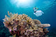 Snorkeler Explores Coral Reef Wall Decal Design 2