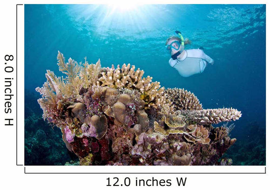 Snorkeler Explores Coral Reef Wall Decal Design 2