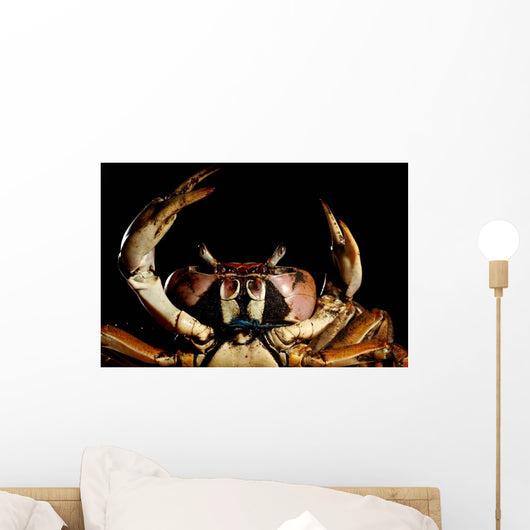 Newly Discovered Species Crab Wall Decal