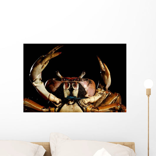 Newly Discovered Species Crab Wall Decal