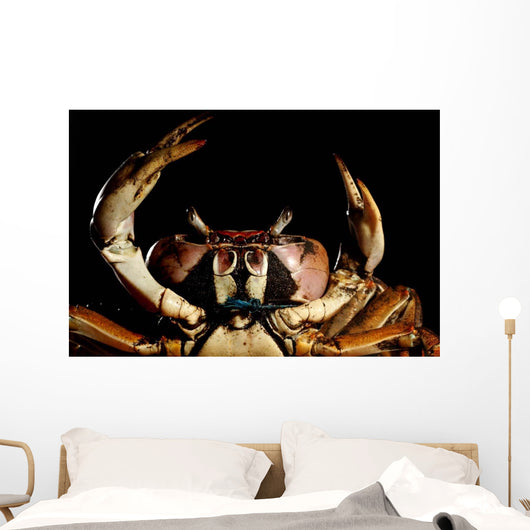 Newly Discovered Species Crab Wall Decal