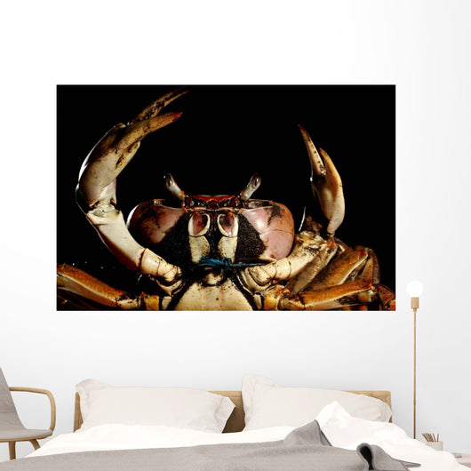 Newly Discovered Species Crab Wall Decal