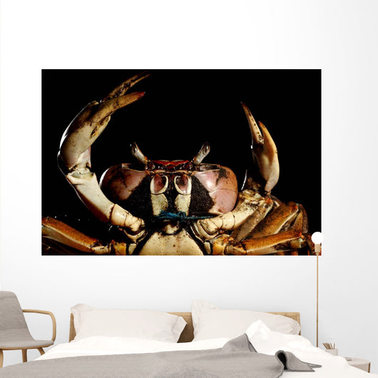 Newly Discovered Species Crab Wall Decal