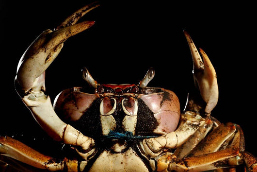 Newly Discovered Species Crab Wall Decal