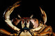 Newly Discovered Species Crab Wall Decal