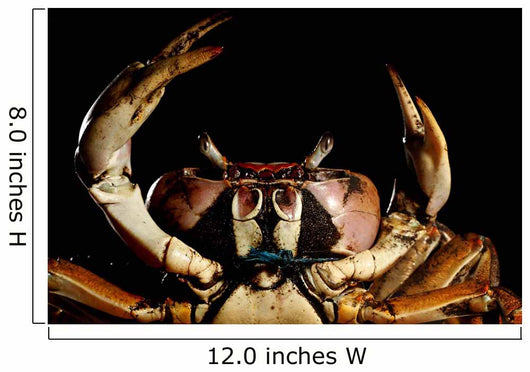 Newly Discovered Species Crab Wall Decal