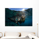 California Sea Lion near Wall Decal Design 2