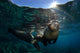 California Sea Lion near Wall Decal Design 2