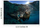 California Sea Lion near Wall Decal Design 2