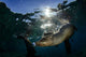 California Sea Lion near Wall Decal Design 1