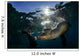 California Sea Lion near Wall Decal Design 1