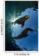Two California Sea Lions Wall Decal