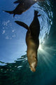 California Sea Lion Sunrise Wall Decal Design 2