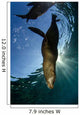 California Sea Lion Sunrise Wall Decal Design 2