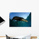 California Sea Lion Sunrise Wall Decal Design 1