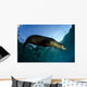 California Sea Lion Sunrise Wall Decal Design 1