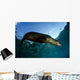 California Sea Lion Sunrise Wall Decal Design 1
