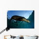 California Sea Lion Sunrise Wall Decal Design 1