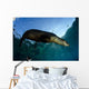 California Sea Lion Sunrise Wall Decal Design 1