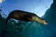 California Sea Lion Sunrise Wall Decal Design 1