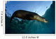 California Sea Lion Sunrise Wall Decal Design 1