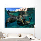 California Sea Lions Playing Wall Decal Design 12