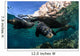 California Sea Lions near Wall Decal