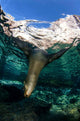 California Sea Lion Playing Wall Decal Design 10