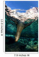 California Sea Lion Playing Wall Decal Design 10