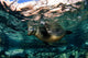California Sea Lion Playing Wall Decal Design 9