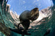 California Sea Lion Playing Wall Decal Design 8