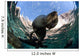 California Sea Lion Playing Wall Decal Design 8