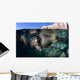 California Sea Lioncalifornia Sea Wall Decal