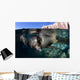 California Sea Lioncalifornia Sea Wall Decal