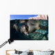California Sea Lioncalifornia Sea Wall Decal