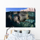 California Sea Lioncalifornia Sea Wall Decal